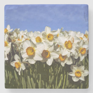 USA, Oregon, Willamette Valley. Daffodils grow Stone Coaster