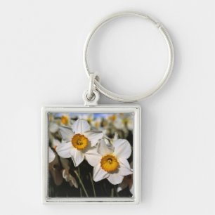 USA, Oregon, Willamette Valley. Daffodils Key Ring