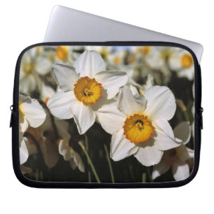 USA, Oregon, Willamette Valley. Daffodils Laptop Sleeve