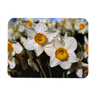 USA, Oregon, Willamette Valley. Daffodils Magnet