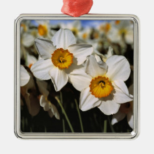 USA, Oregon, Willamette Valley. Daffodils Metal Ornament
