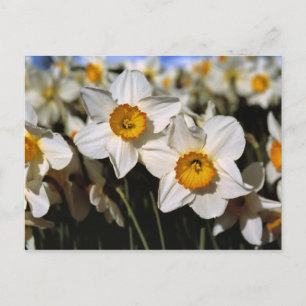 USA, Oregon, Willamette Valley. Daffodils Postcard