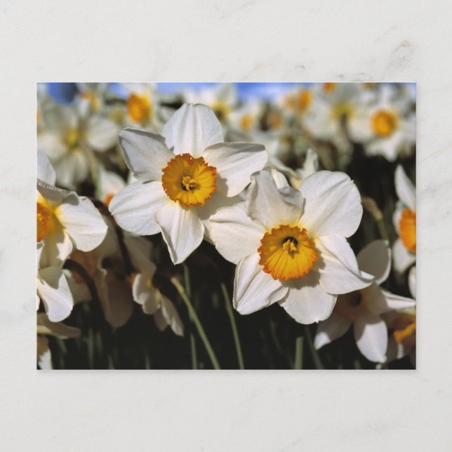 USA, Oregon, Willamette Valley. Daffodils Postcard (Front)