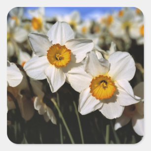 USA, Oregon, Willamette Valley. Daffodils Square Sticker
