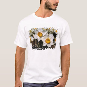USA, Oregon, Willamette Valley. Daffodils T-Shirt