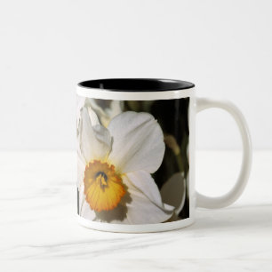 USA, Oregon, Willamette Valley. Daffodils Two-Tone Coffee Mug