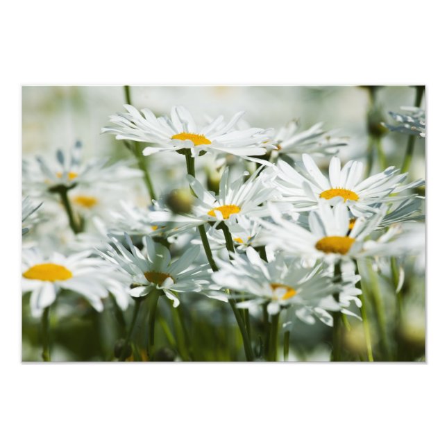 USA, Oregon, Willamette Valley, Selective Photo Print (Front)