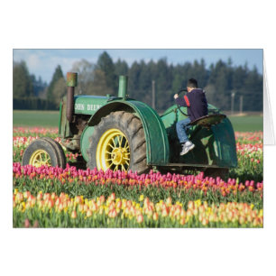 USA, Oregon, Woodburn, Wooden Shoe Tulip
