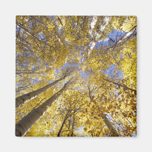 USA, Pacific Northwest. Aspen trees in autumn Magnet
