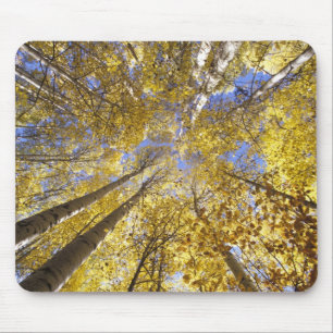 USA, Pacific Northwest. Aspen trees in autumn Mouse Pad