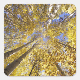 USA, Pacific Northwest. Aspen trees in autumn Square Sticker