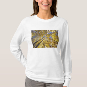USA, Pacific Northwest. Aspen trees in autumn T-Shirt