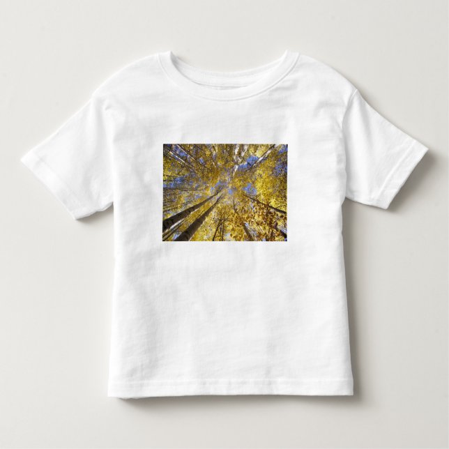 USA, Pacific Northwest. Aspen trees in autumn Toddler T-Shirt (Front)