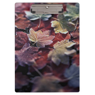 USA, Pacific Northwest. Japanese maple leaves Clipboard