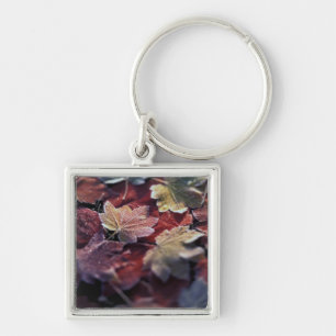 USA, Pacific Northwest. Japanese maple leaves Key Ring