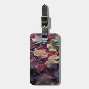 USA, Pacific Northwest. Japanese maple leaves Luggage Tag