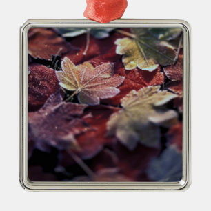 USA, Pacific Northwest. Japanese maple leaves Metal Ornament