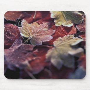 USA, Pacific Northwest. Japanese maple leaves Mouse Pad