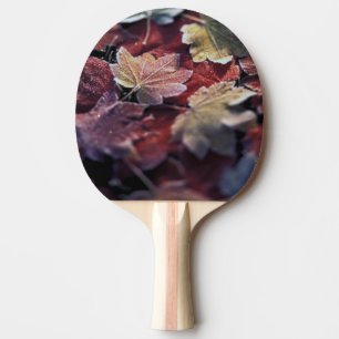 USA, Pacific Northwest. Japanese maple leaves Ping Pong Paddle