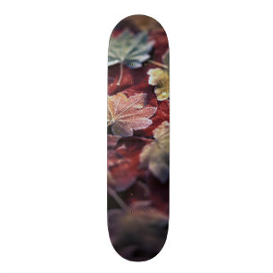 USA, Pacific Northwest. Japanese maple leaves Skateboard