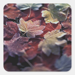 USA, Pacific Northwest. Japanese maple leaves Square Sticker