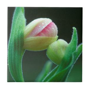 USA, Pennsylvania. Close-up of flower bud Ceramic Tile