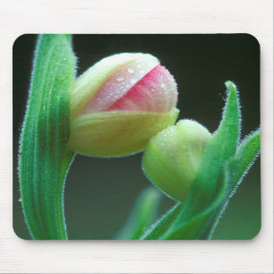 USA, Pennsylvania. Close-up of flower bud Mouse Pad