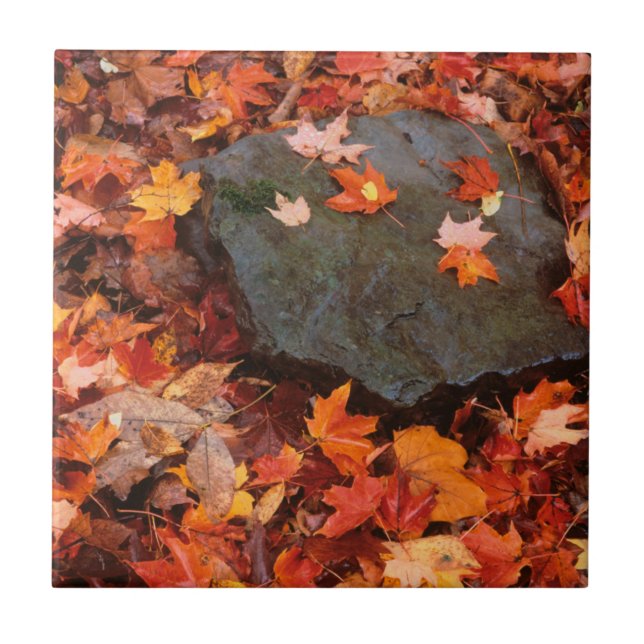 USA, Pennsylvania. Close-Up Of Forest Floor Ceramic Tile (Front)