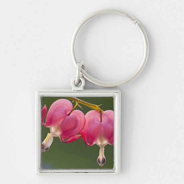 USA, Pennsylvania. Close-up of two bleeding Key Ring (Front)