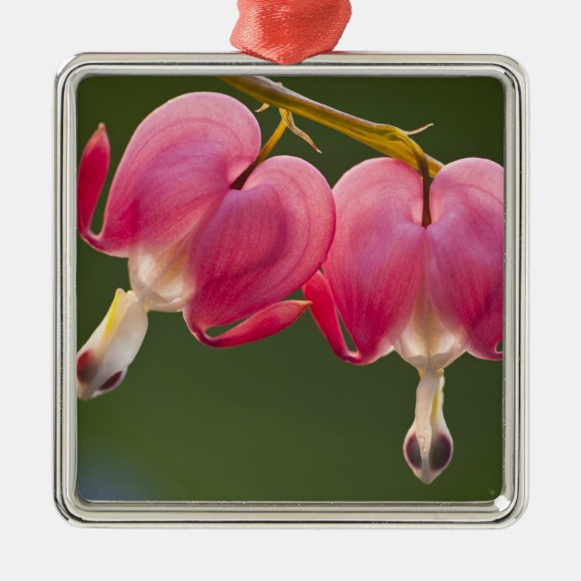 USA, Pennsylvania. Close-up of two bleeding Metal Ornament (Front)