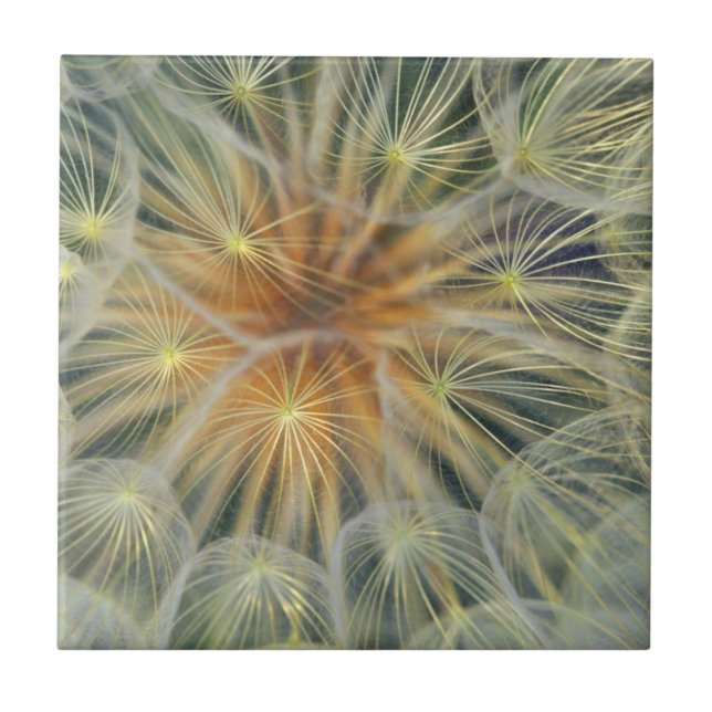 USA, Pennsylvania. Dandelion seedhead close-up Ceramic Tile (Front)