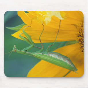 USA, Pennsylvania. Female praying mantis Mouse Pad