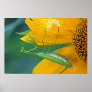 USA, Pennsylvania. Female praying mantis Poster