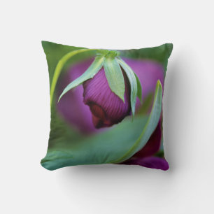 USA, Pennsylvania. Flower bud opening in spring Cushion
