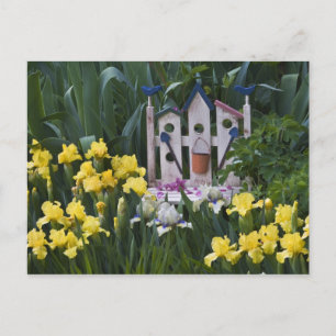 USA, Pennsylvania. Garden irises grow around Postcard