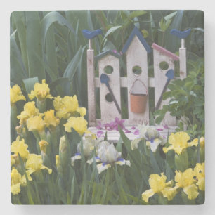 USA, Pennsylvania. Garden irises grow around Stone Coaster