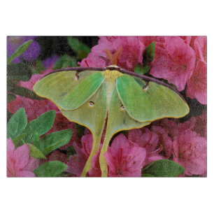 USA, Pennsylvania. Luna moth on pink clematis Cutting Board