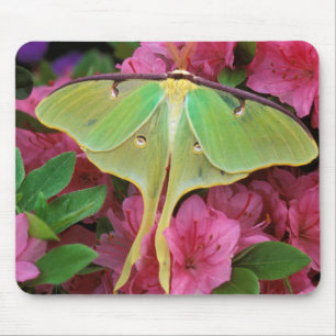 USA, Pennsylvania. Luna moth on pink clematis Mouse Pad