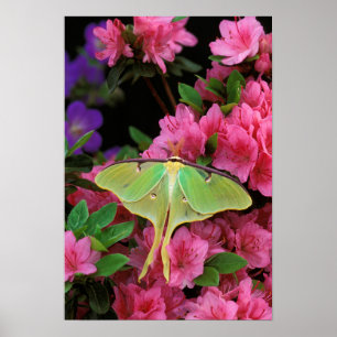 USA, Pennsylvania. Luna moth on pink clematis Poster
