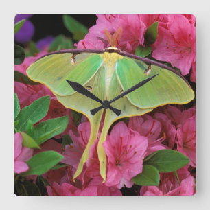 USA, Pennsylvania. Luna moth on pink clematis Square Wall Clock