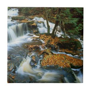 USA, Pennsylvania, Ricketts Glen State Park Ceramic Tile