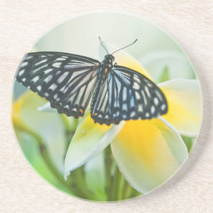 USA, Pennsylvania. Swallowtail butterfly Coaster