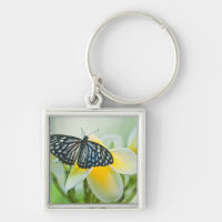 USA, Pennsylvania. Swallowtail butterfly
