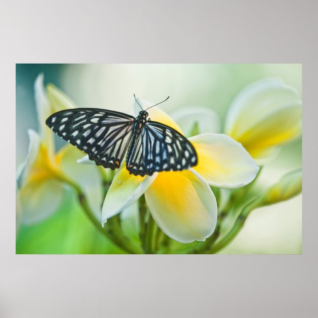 USA, Pennsylvania. Swallowtail butterfly Poster (Front)