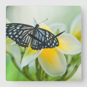USA, Pennsylvania. Swallowtail butterfly Square Wall Clock