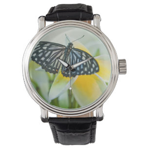 USA, Pennsylvania. Swallowtail butterfly Watch