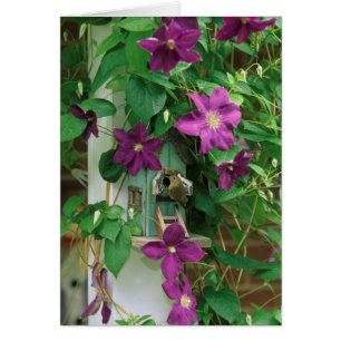 USA, Pennsylvania. Wren in birdhouse