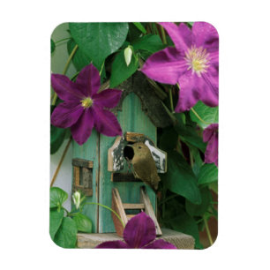USA, Pennsylvania. Wren in birdhouse Magnet