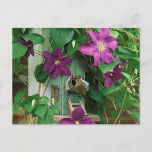 USA, Pennsylvania. Wren in birdhouse Postcard