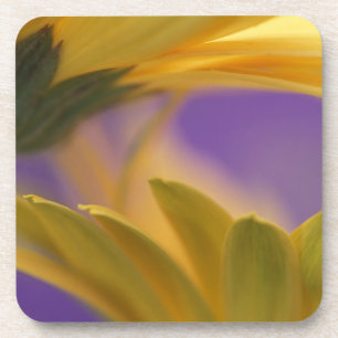 USA, Pennsylvania. Yellow Gerbera Daisies, close Coaster